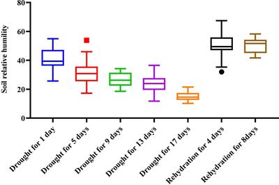 Hyperspectral machine-learning model for screening tea germplasm resources with drought tolerance